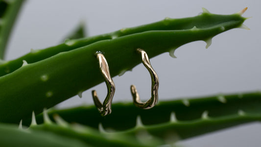 To øreringe i guld, STEM HOOPS, sidder på en aloe vera plante. De kan fx bruges til en konfirmationsgave. 