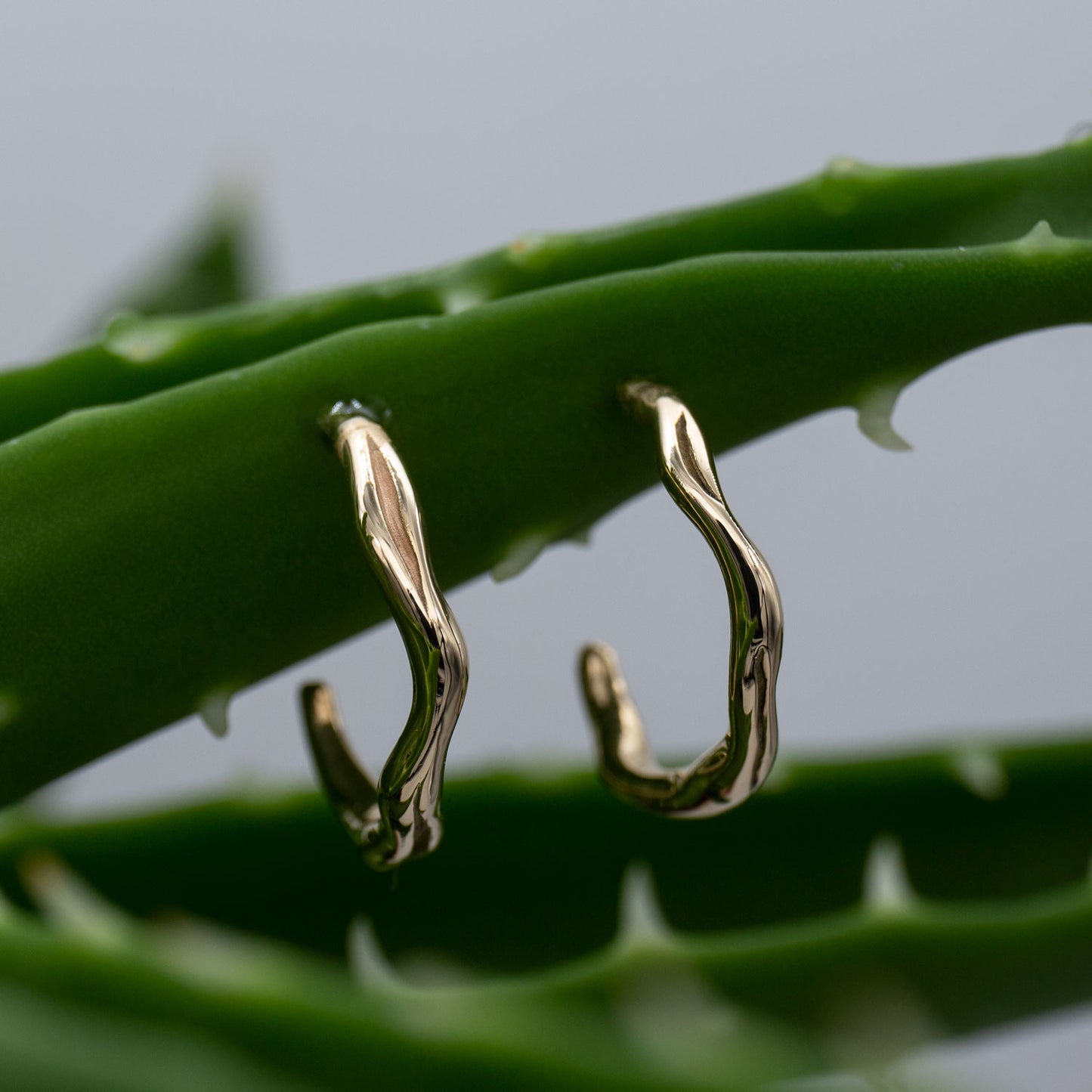 To øreringe hoops i guld hænger på en aloe vera plante. Øreringene er formet som creoler, de fremstår organiske og skinner. Design af Michell Liljefelt